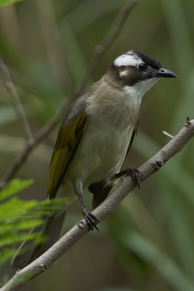 Light-vented Bulbul - ML618485456