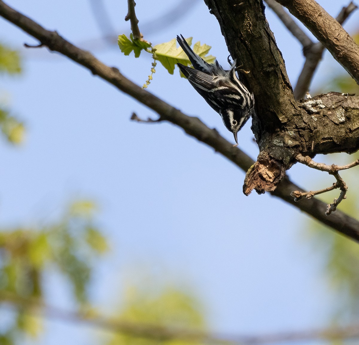 Black-and-white Warbler - ML618485477