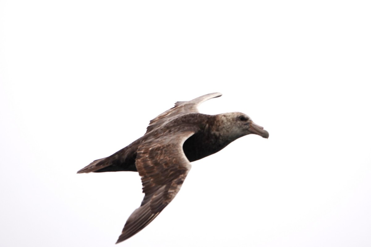 Southern Giant-Petrel - ML618485492