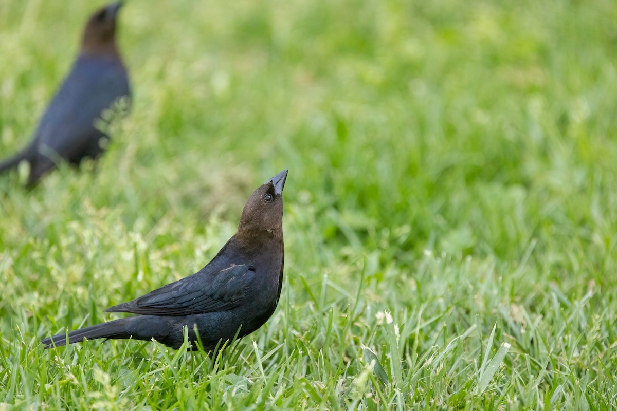 Brown-headed Cowbird - ML618485549