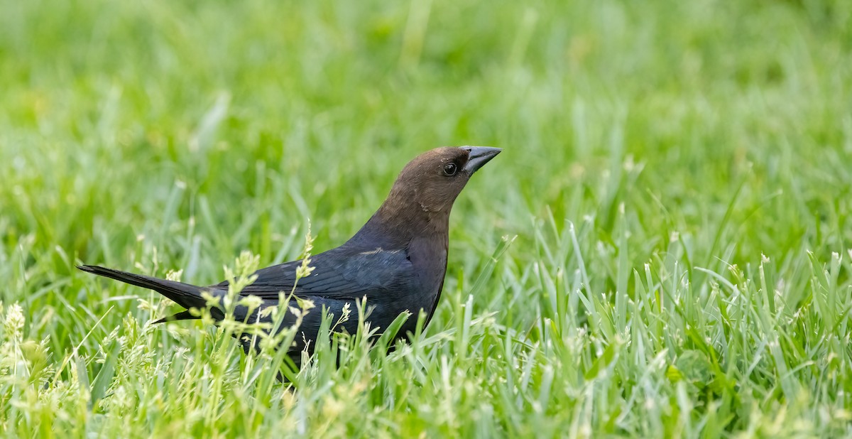 Brown-headed Cowbird - ML618485550