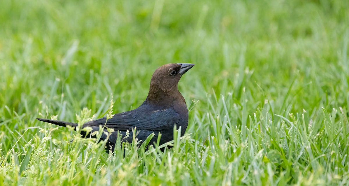 Brown-headed Cowbird - ML618485551