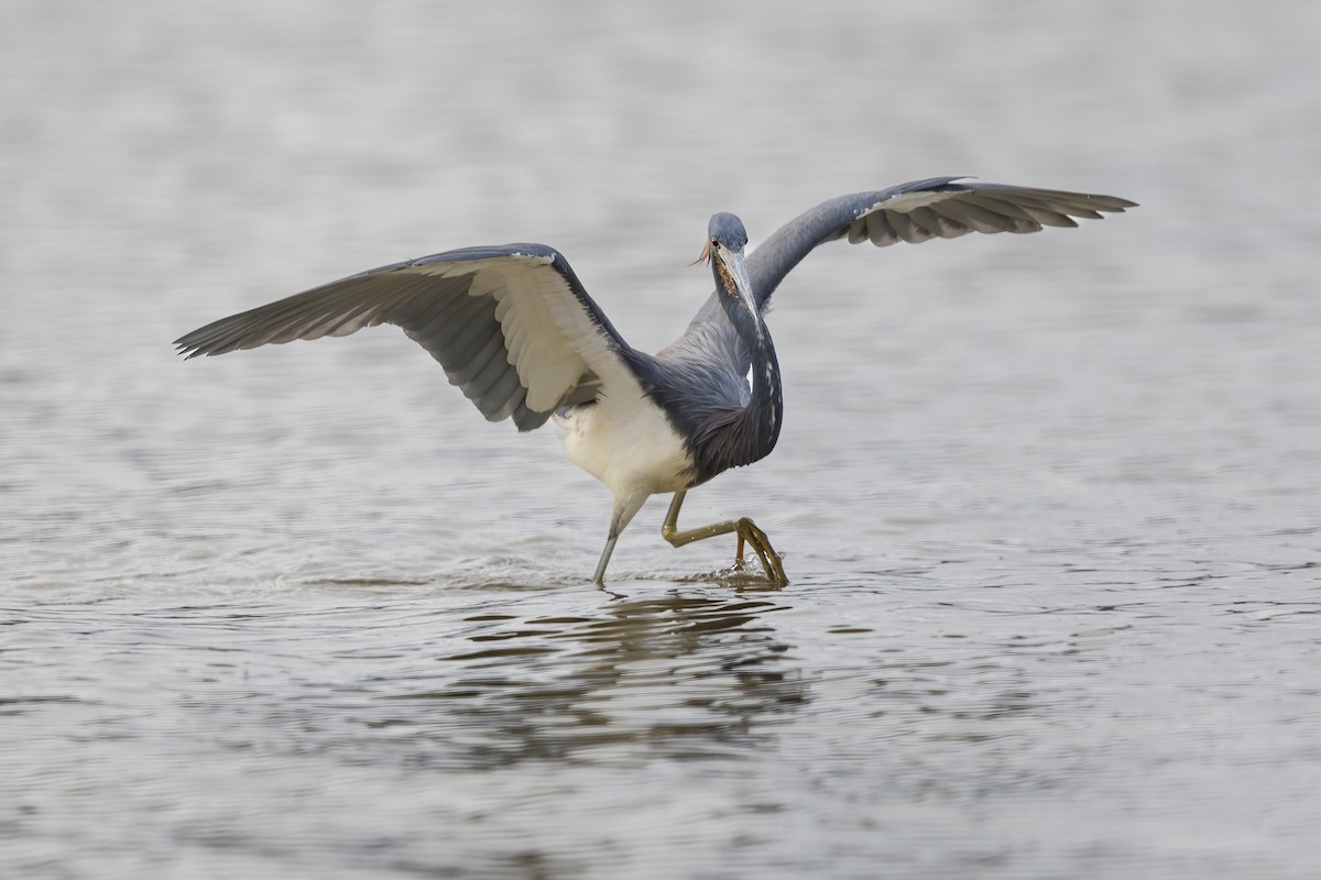 Tricolored Heron - Jack Starret