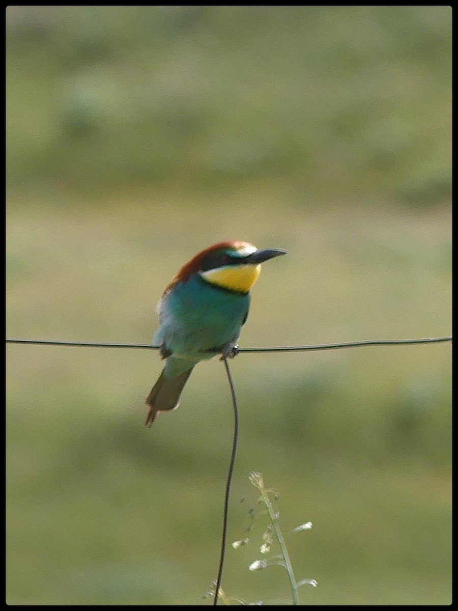 European Bee-eater - Tino Fernandez