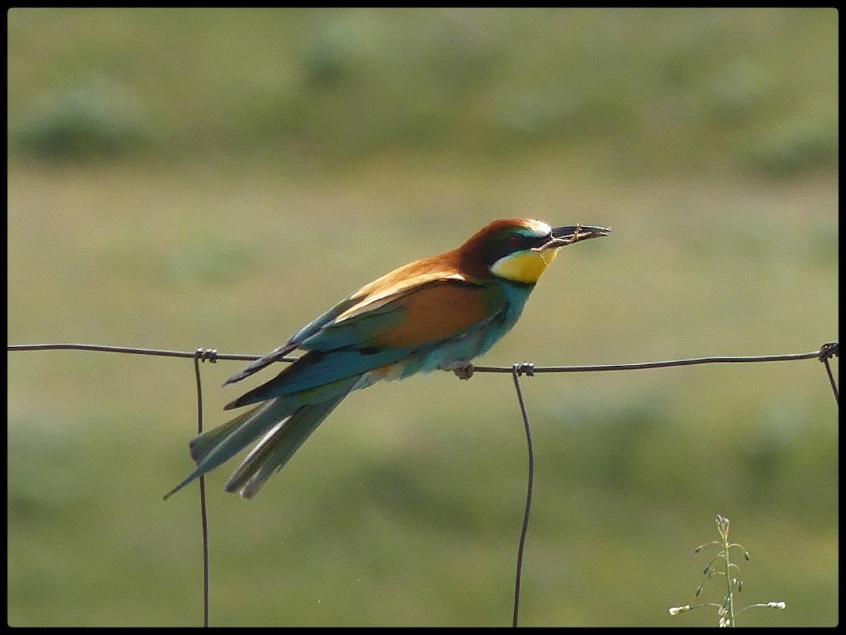 European Bee-eater - Tino Fernandez