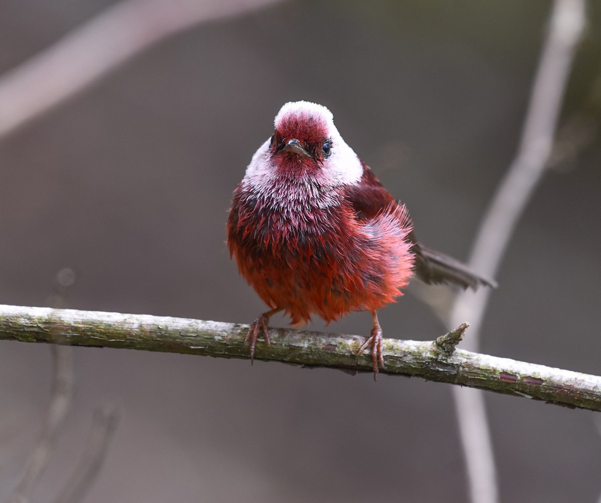 Pink-headed Warbler - Esteban Matías (birding guide) Sierra de los Cuchumatanes Huehuetenango esteban.matias@hotmail.com                             +502 53810540