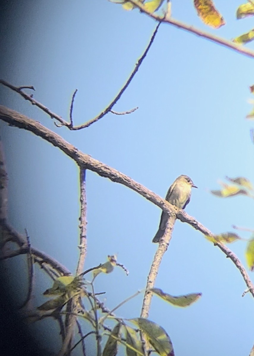 Western/Eastern Wood-Pewee - ML618485599