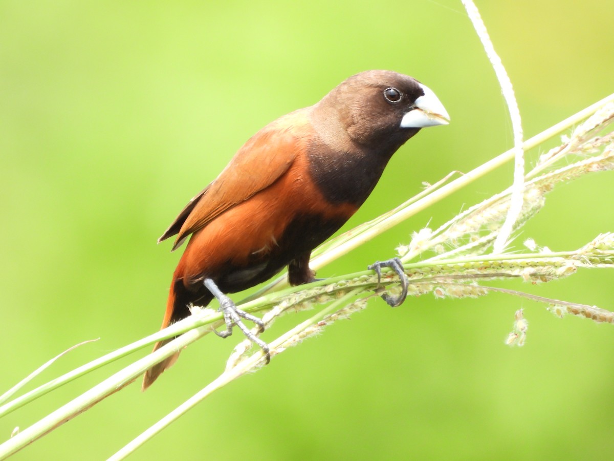 Chestnut Munia - ML618485625