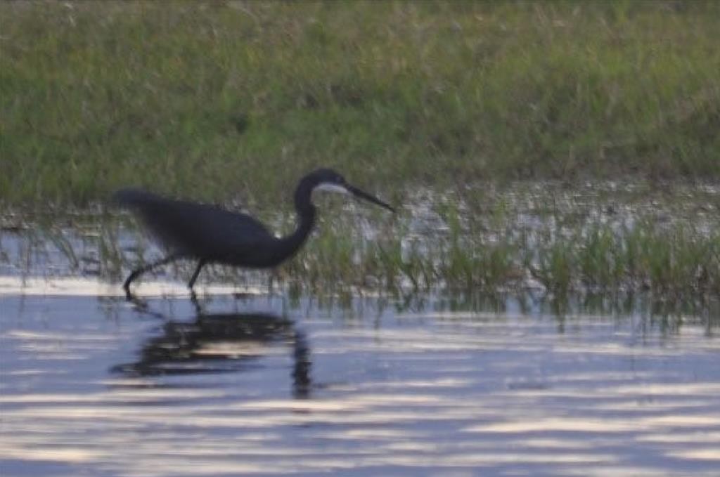 Western Reef-Heron - ML618485630