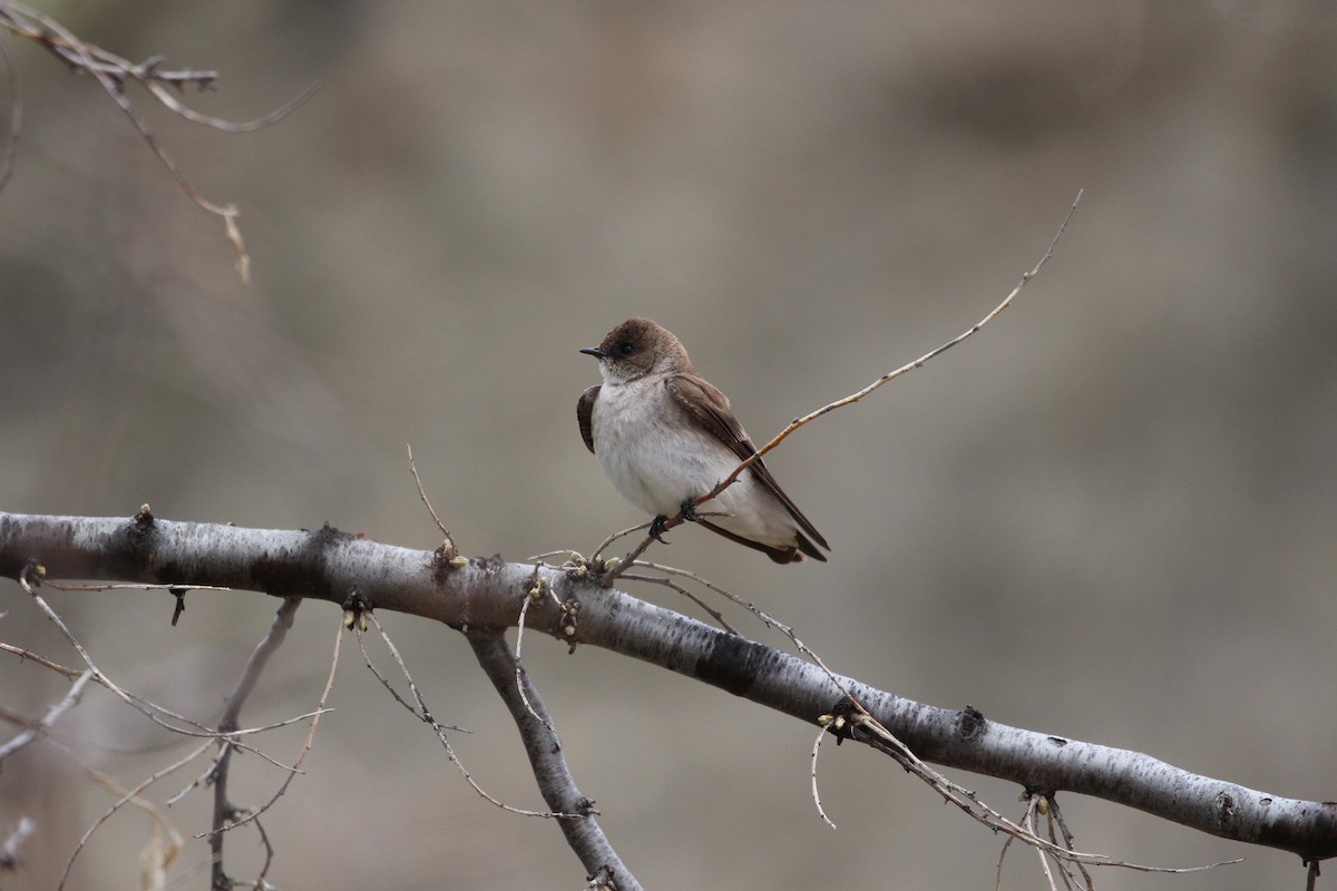 Northern Rough-winged Swallow - ML618485642