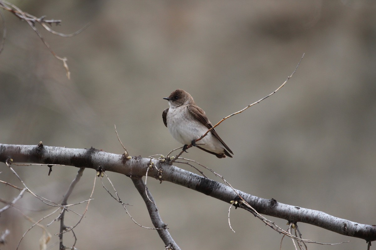 Golondrina Aserrada - ML618485642