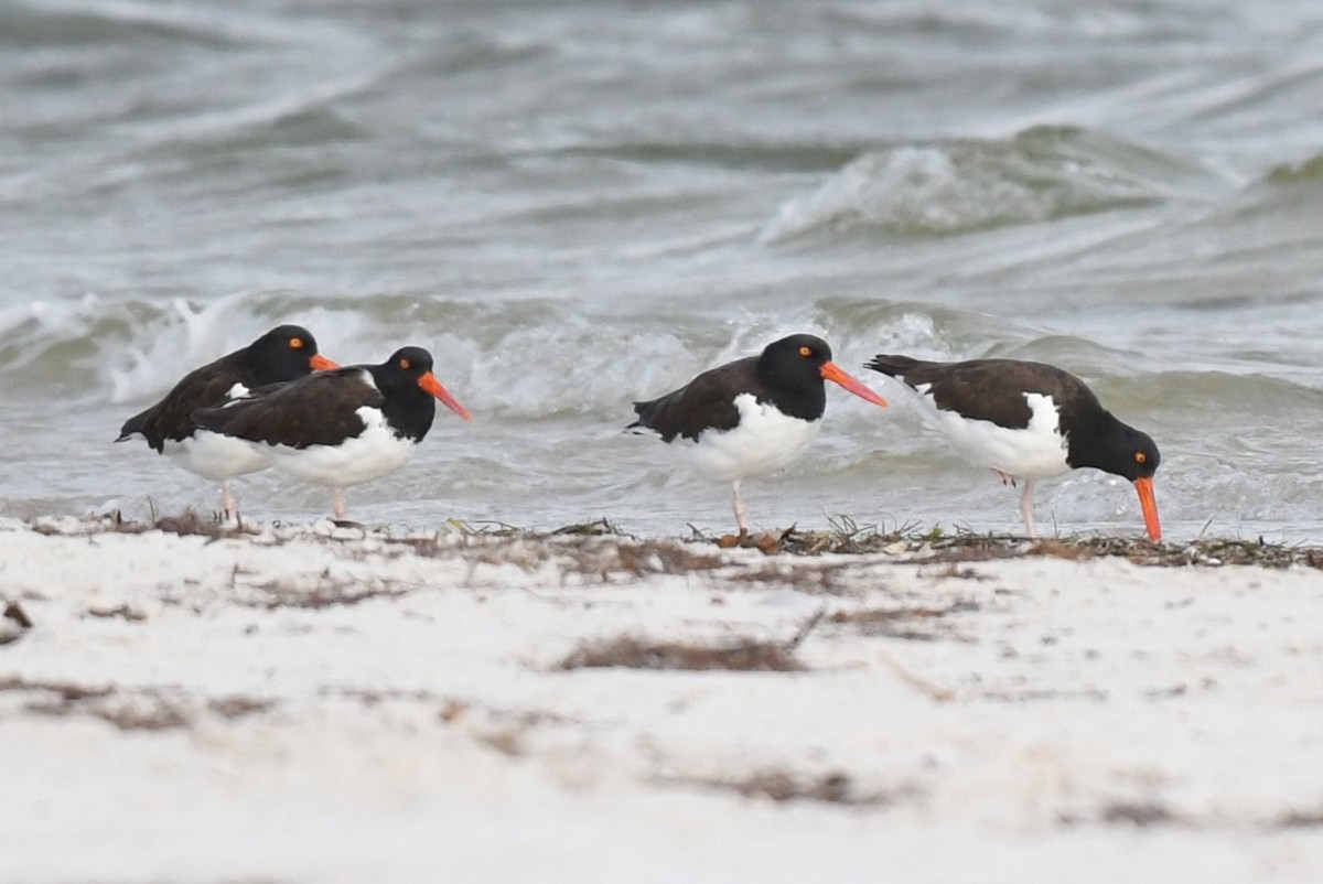 American Oystercatcher - Wendy N