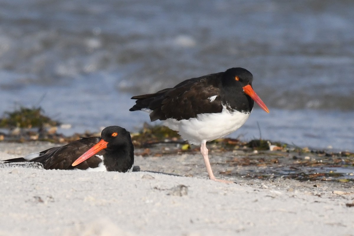 American Oystercatcher - ML618485655