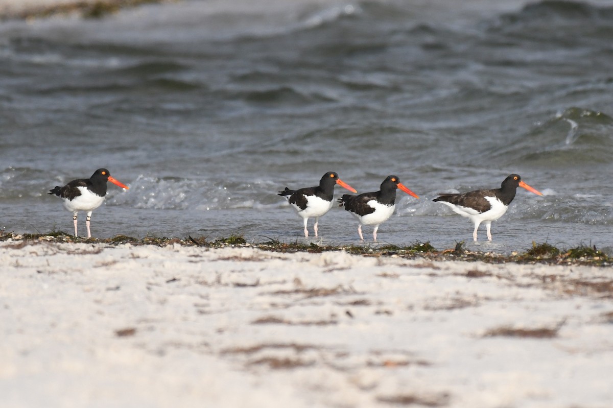 American Oystercatcher - Wendy N