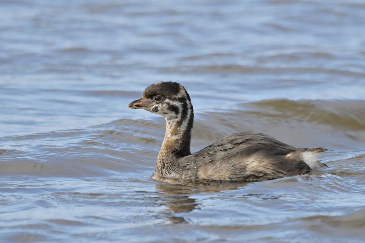 Pied-billed Grebe - Marcelo Cuadrado