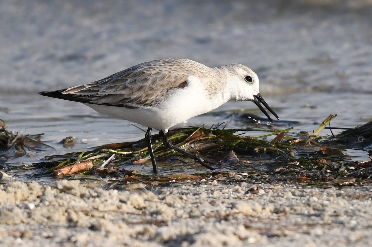 Bécasseau sanderling - ML618485695