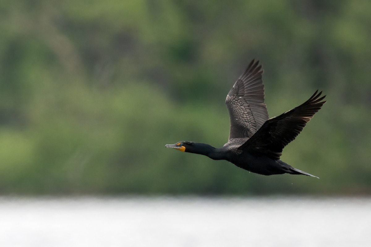 Double-crested Cormorant - ML618485700