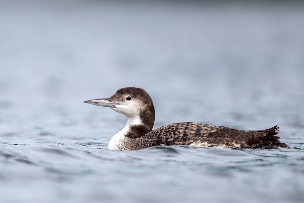 Common Loon - Matthew Addicks