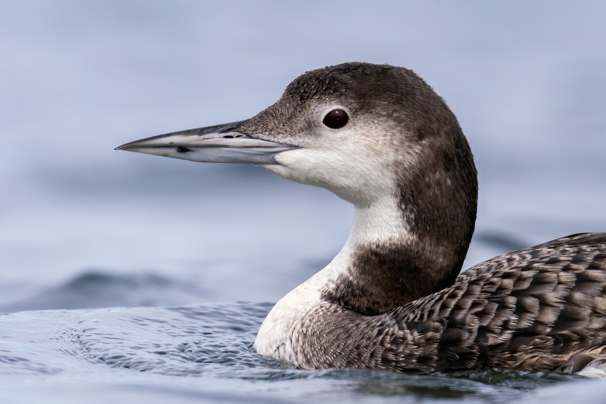 Common Loon - ML618485715