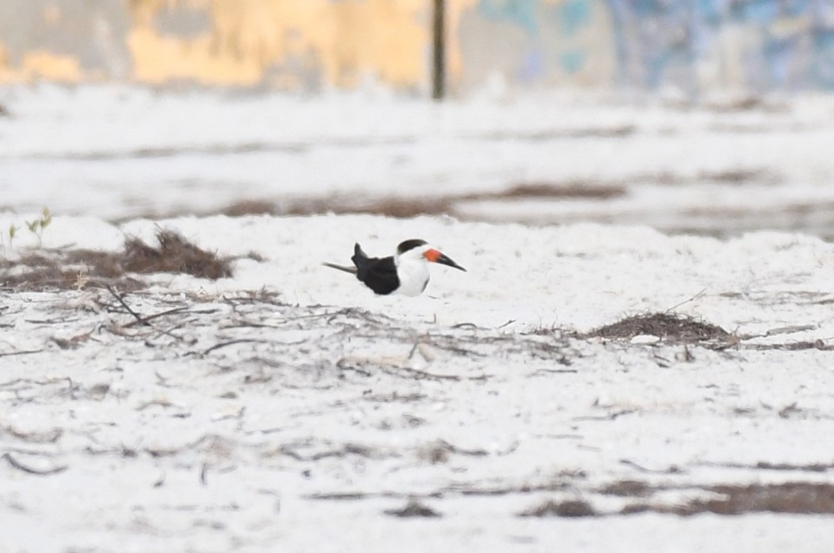 Black Skimmer - Wendy N