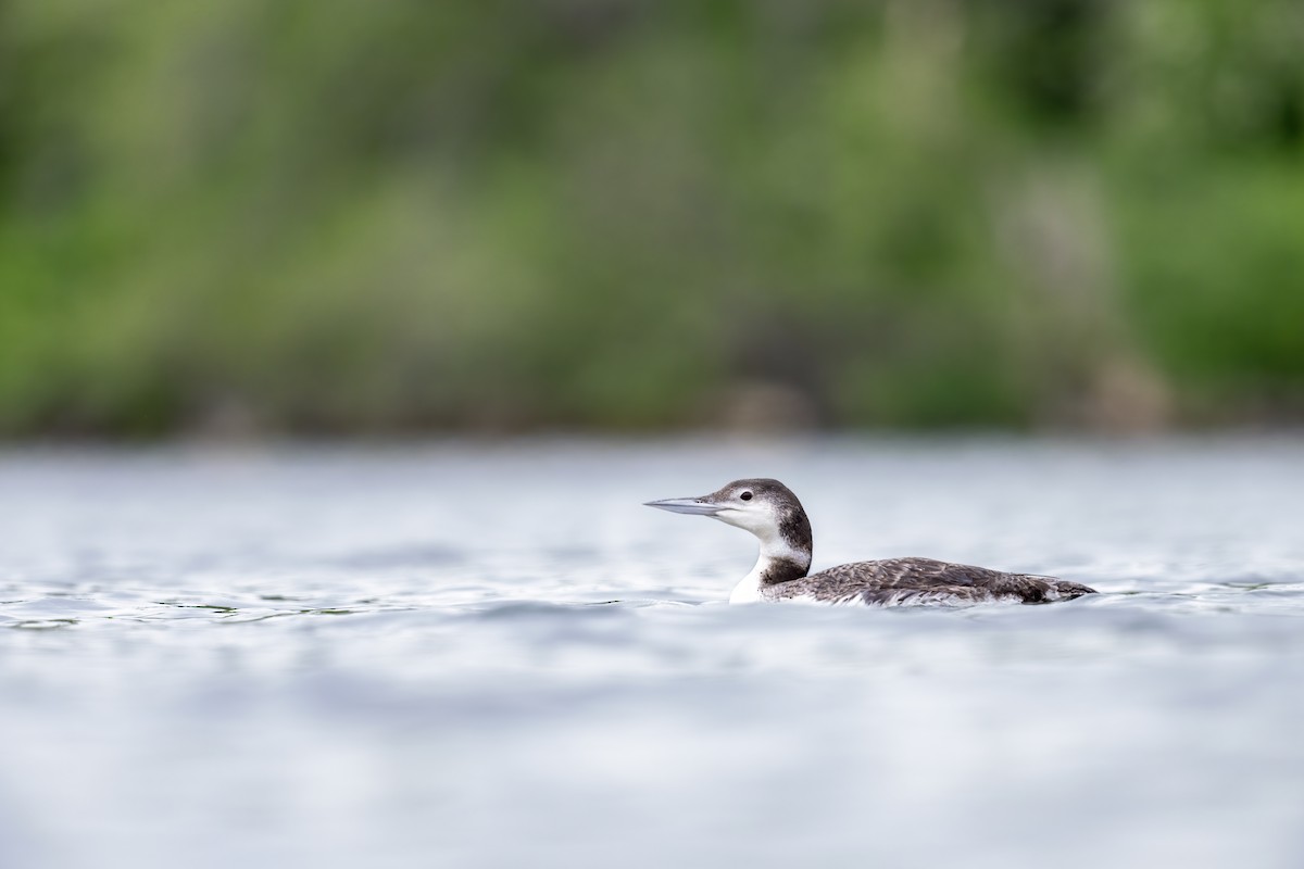 Common Loon - ML618485720