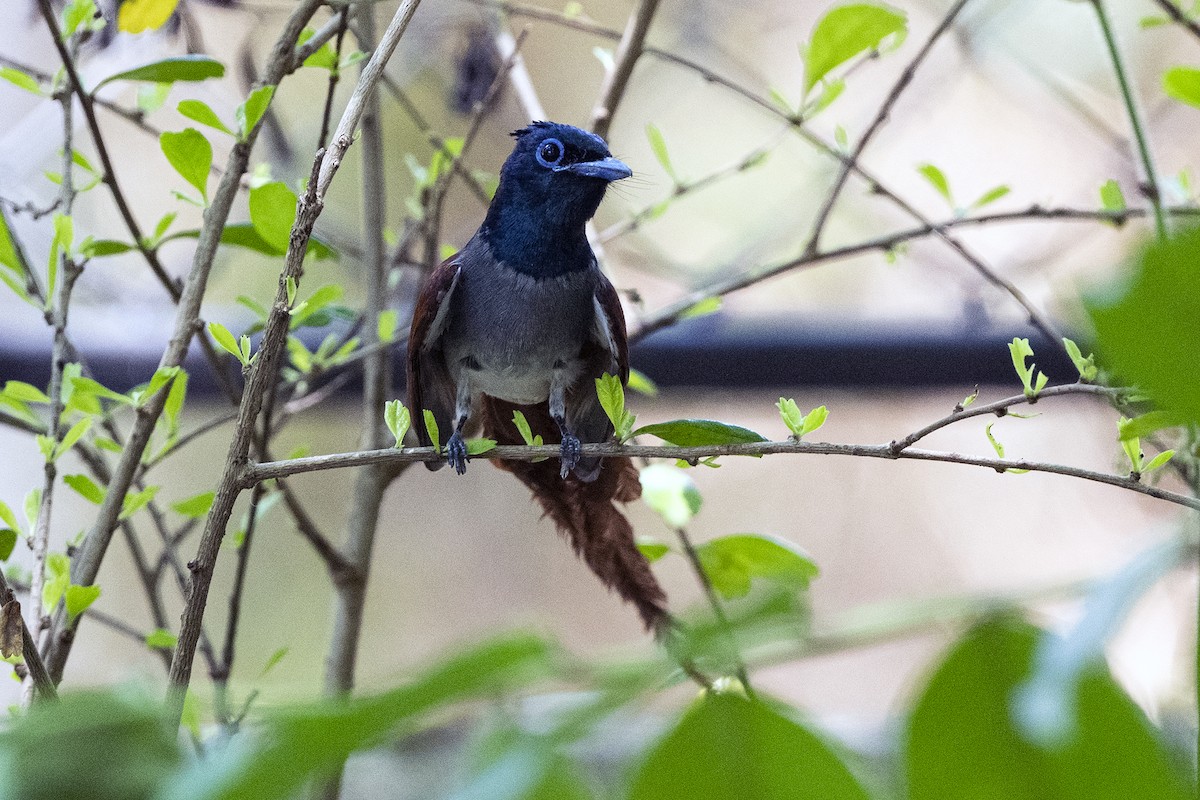 Amur Paradise-Flycatcher - Wachara  Sanguansombat