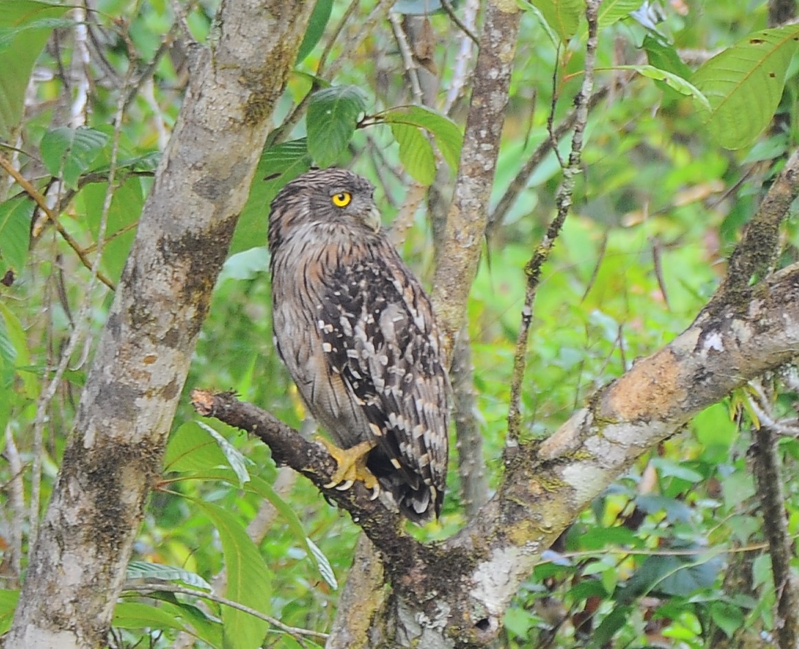 Brown Fish-Owl - ML618485744