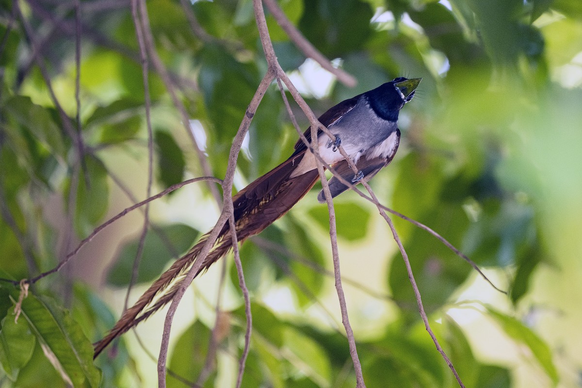 Amur Paradise-Flycatcher - Wachara  Sanguansombat