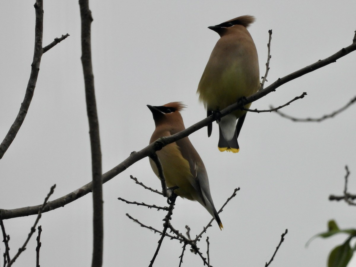 Cedar Waxwing - Patty McQuillan