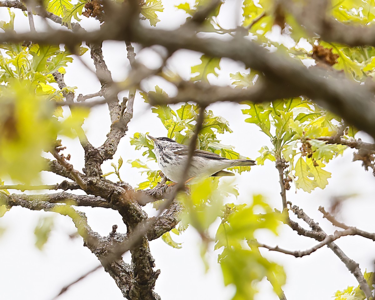 Blackpoll Warbler - ML618485794