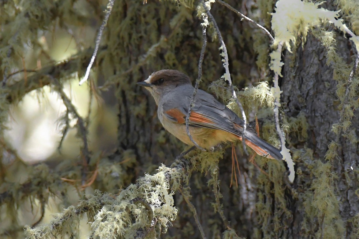 Siberian Jay - ML618485802