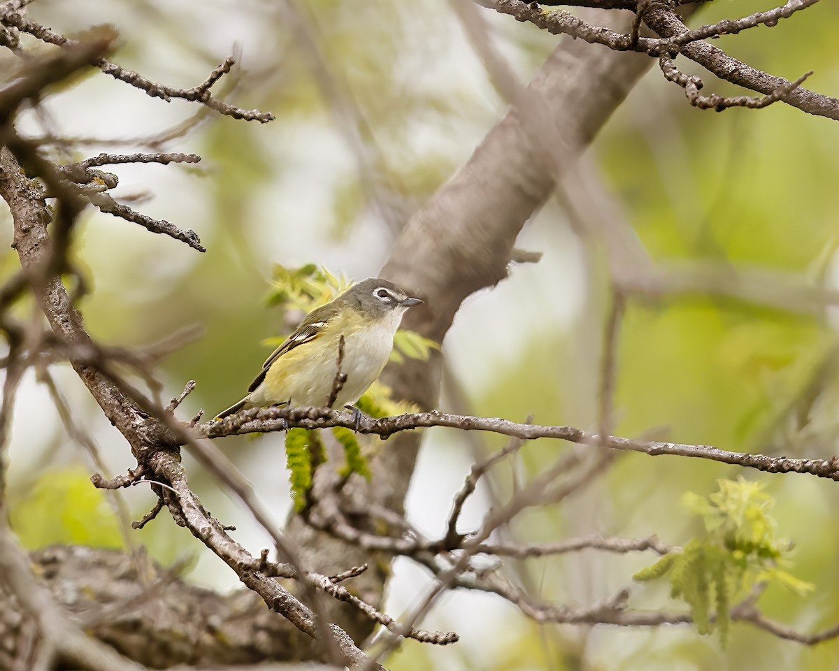 Blue-headed Vireo - Greg Scott