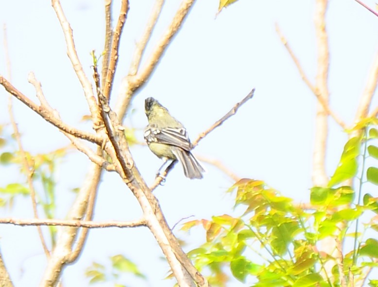 Indian Yellow Tit - ML618485833