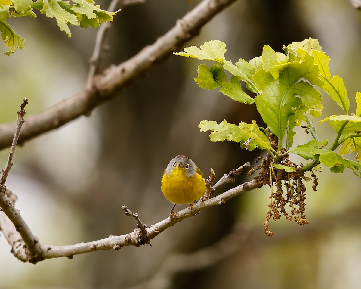 Nashville Warbler - ML618485843