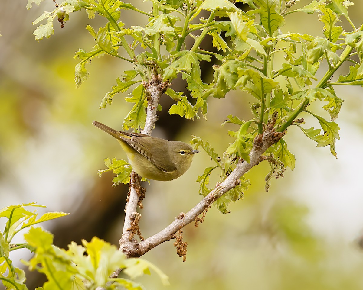 Orange-crowned Warbler - ML618485848