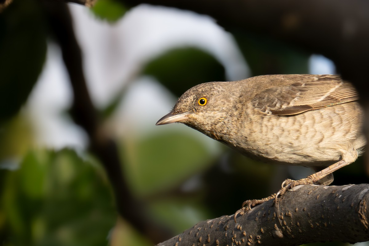 Barred Warbler - Uriel Levy