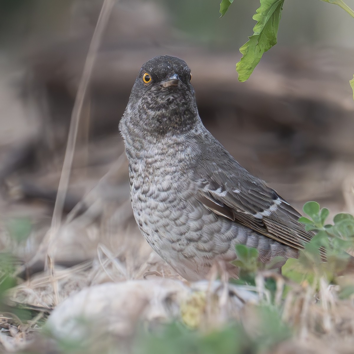 Barred Warbler - Uriel Levy