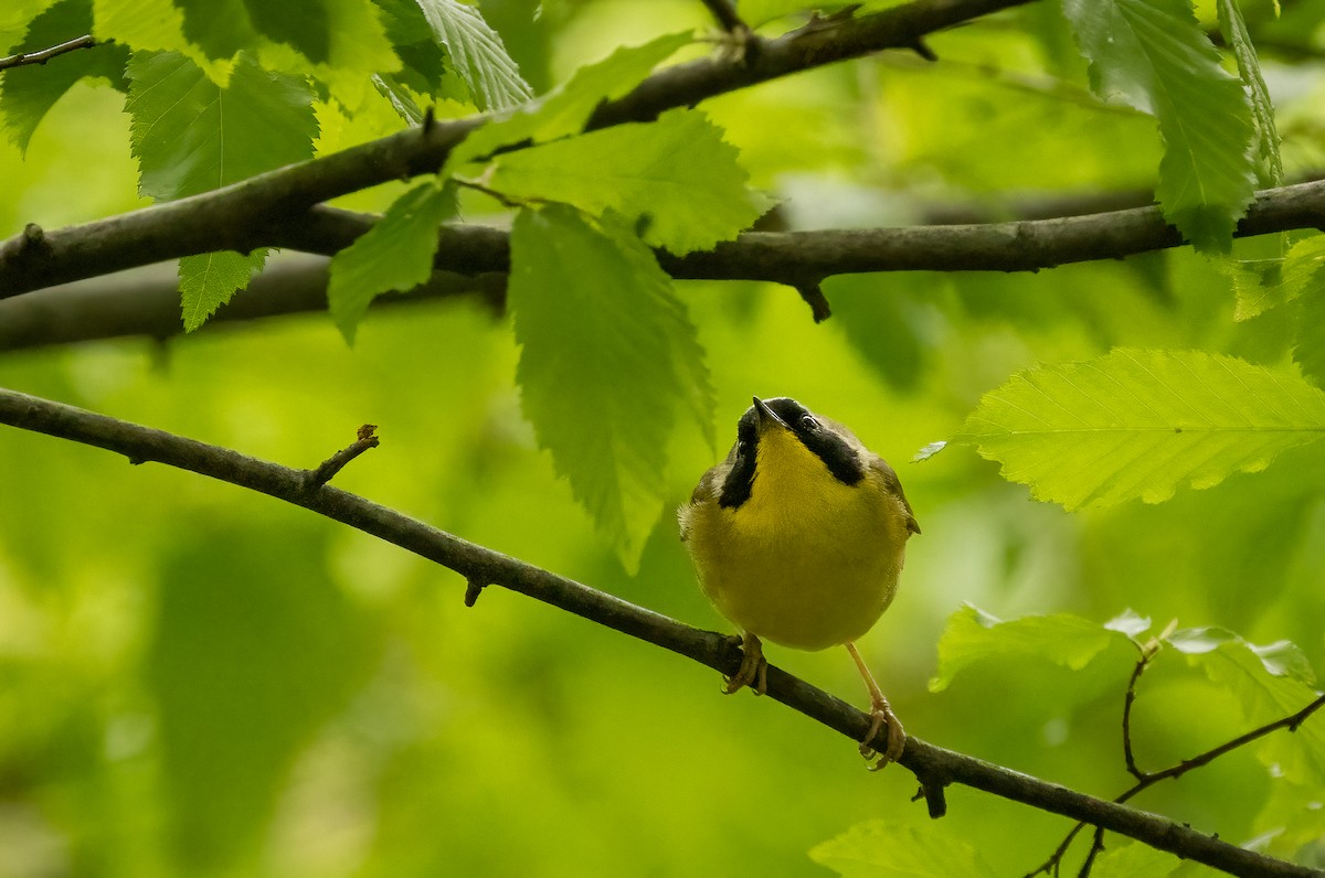 Yellow-rumped Warbler - Richard  Davis