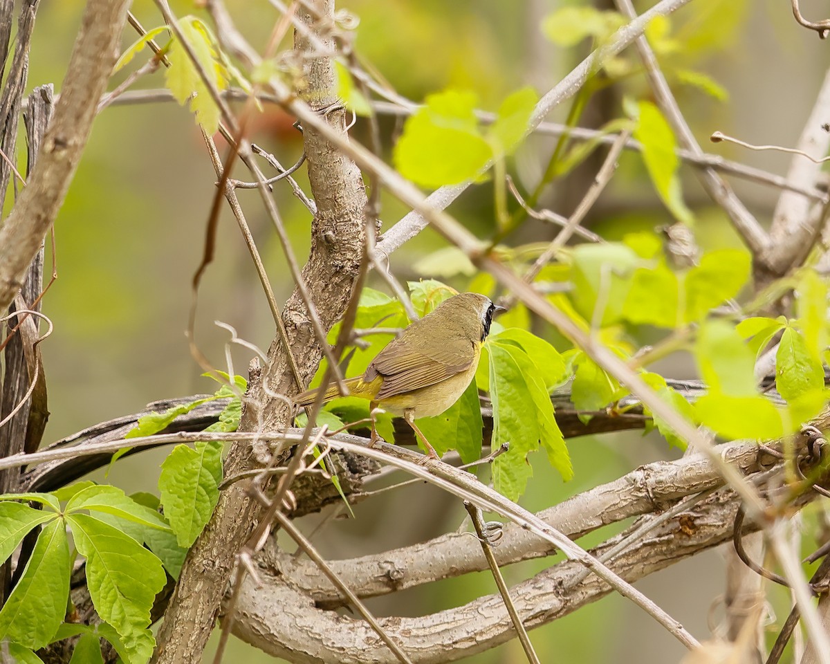 Common Yellowthroat - Greg Scott