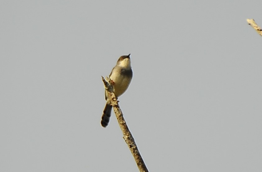 Gray-breasted Prinia - ML618485905