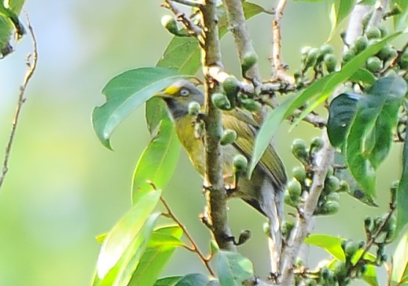 Bulbul Cabecigrís - ML618485941