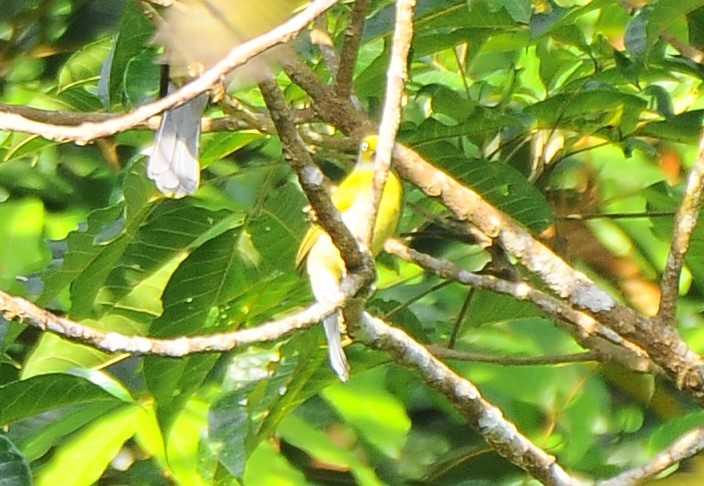 Gray-headed Bulbul - JOE M RAJA