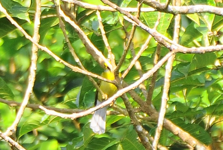 Gray-headed Bulbul - ML618485946