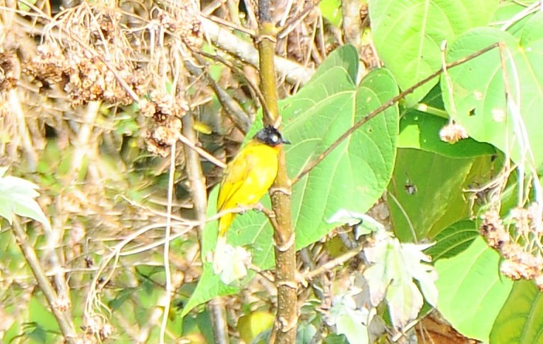 Flame-throated Bulbul - ML618485956