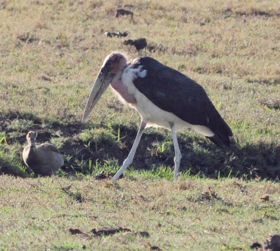 Marabou Stork - Anonymous