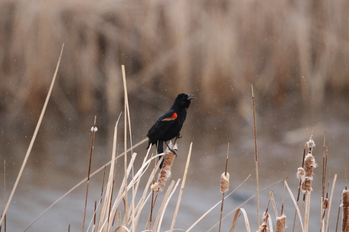 Red-winged Blackbird - ML618485992