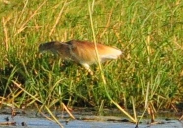 Squacco Heron - Anonymous