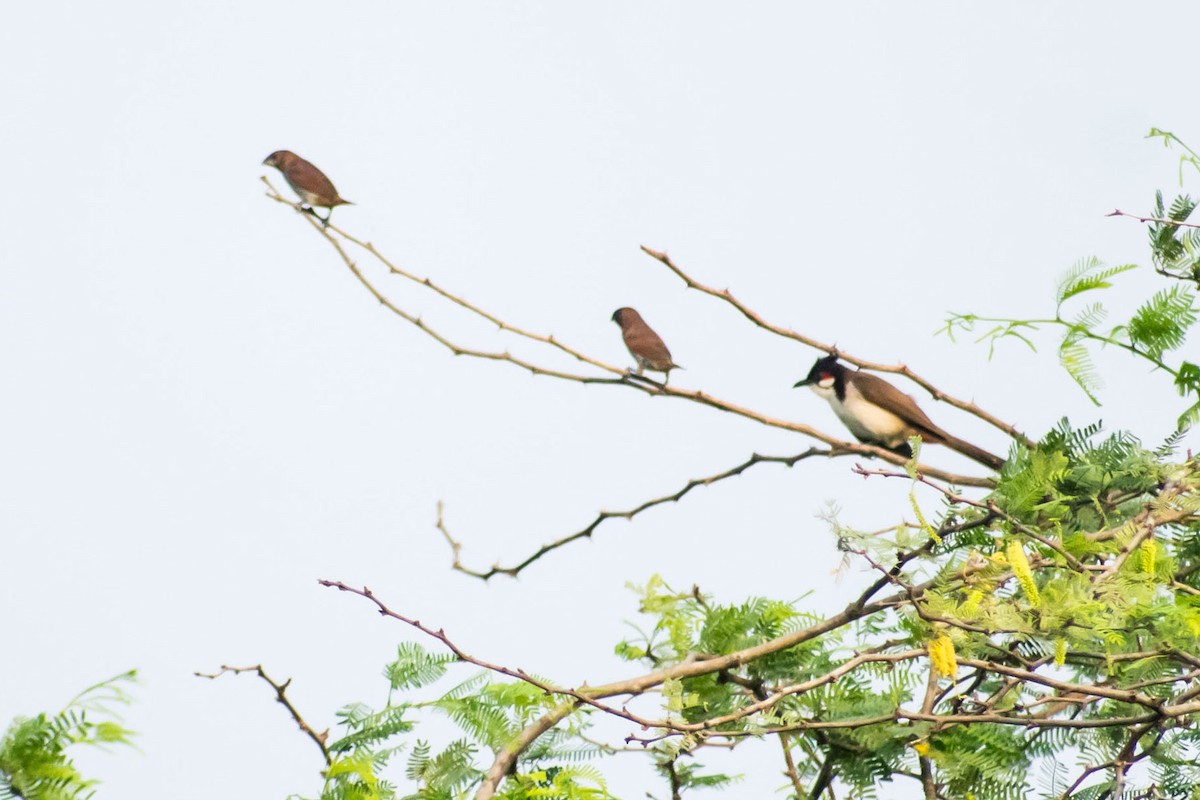 Red-whiskered Bulbul - ML618486016