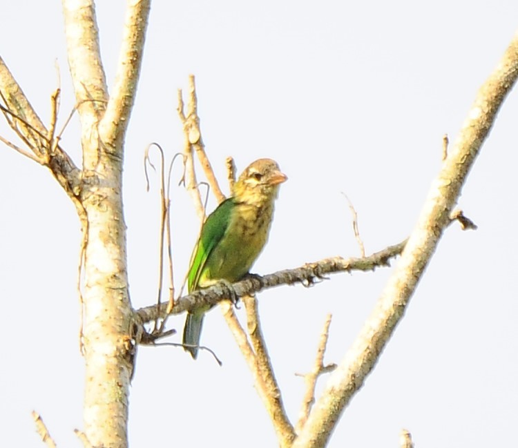 White-cheeked Barbet - JOE M RAJA