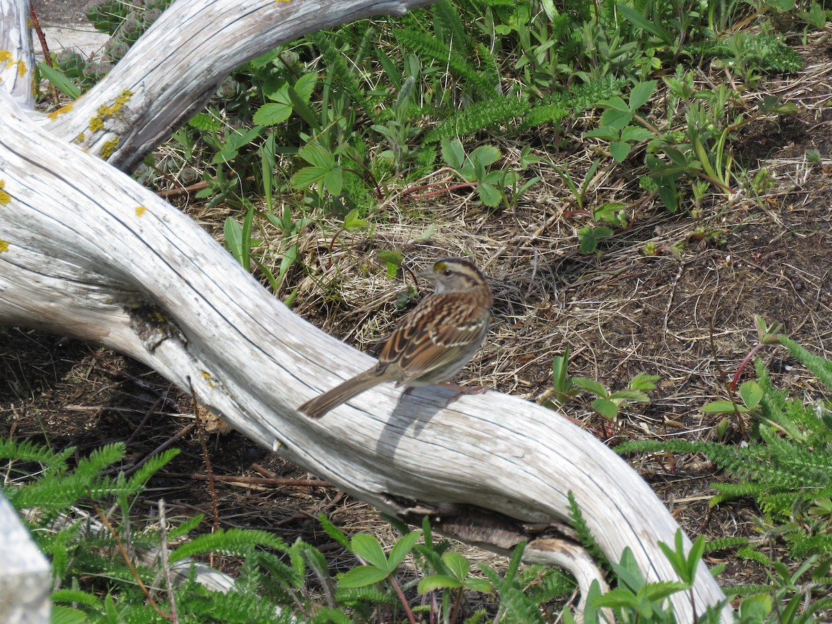 White-throated Sparrow - Curtis Mahon